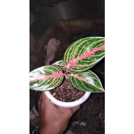 bibit aglonema Widuri tulang merah