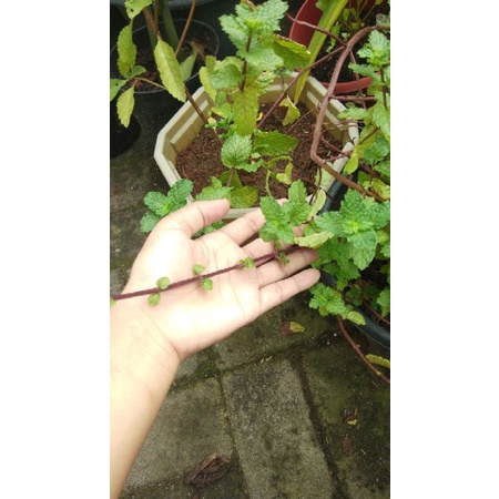 TANAMAN DAUN MINT