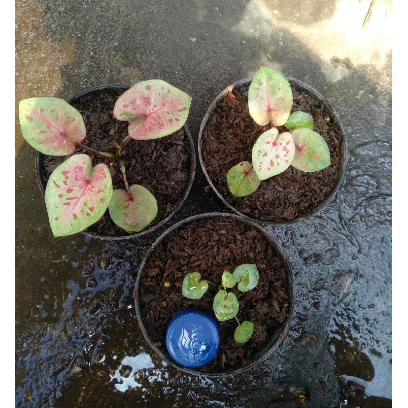Keladi Caladium Raspberry Moon