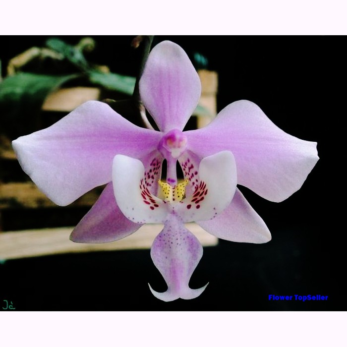 Anggrek Phalaenopsis schilleriana / anggrek / bunga anggrek / anggrek phalaenopsis