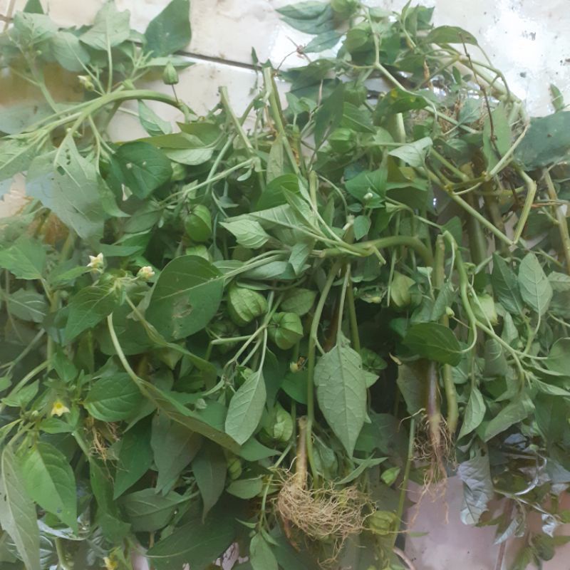 

daun ciplukan segar /cecenet segar 250 gram