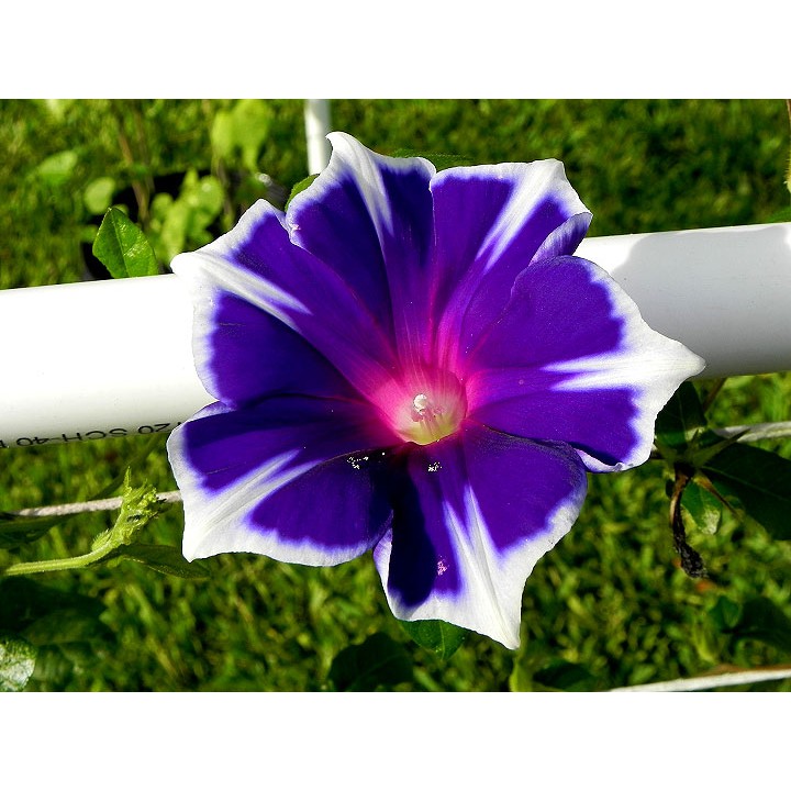 Benih Bibit Biji - Japanese Morning Glory Kikyo Snow Flakes Flower Seeds