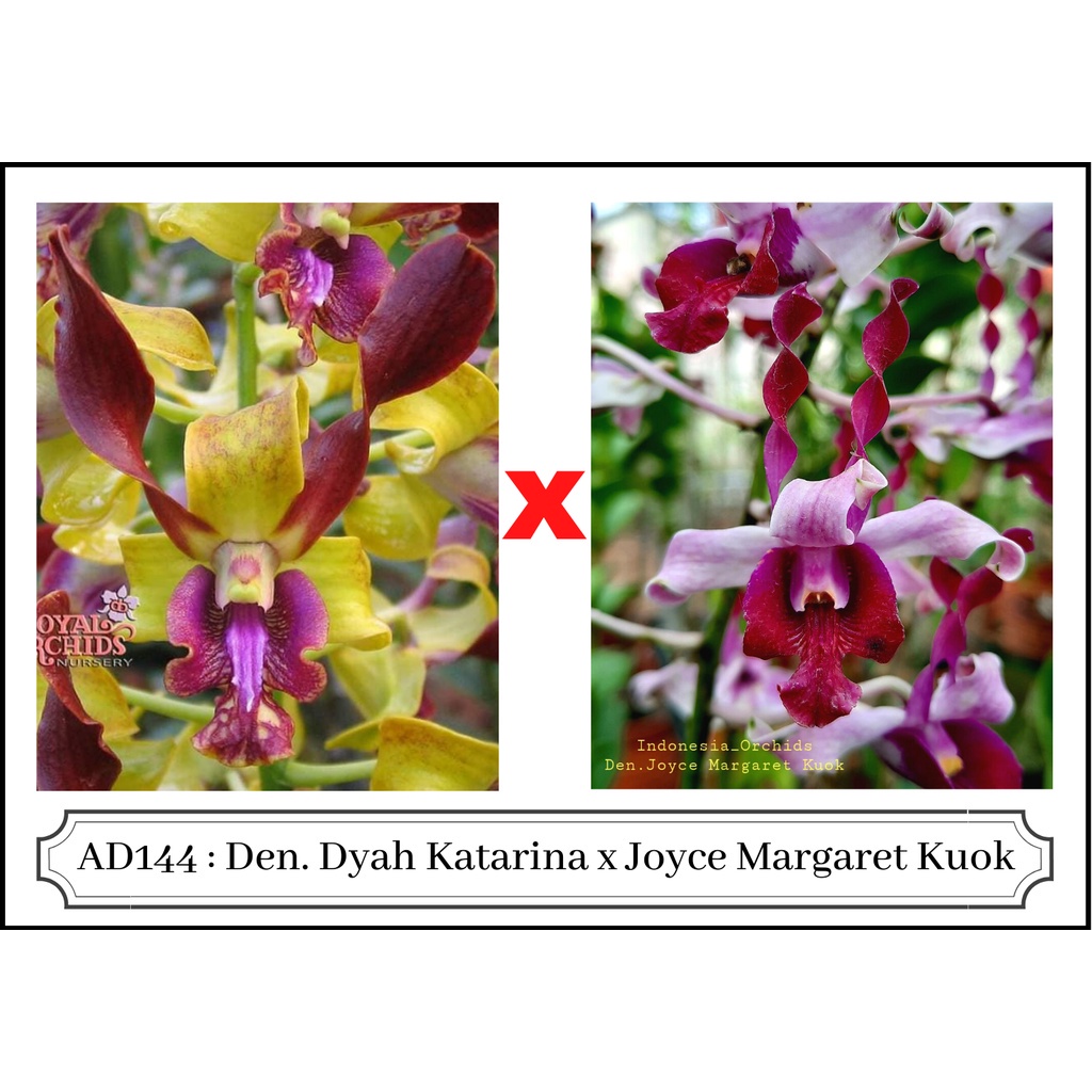 [ COD ] AD144 Anggrek Dendrobium Keriting Silangan Hybrid Hibrida Seedling 10-12 Bulan (ANGRREKMURAH