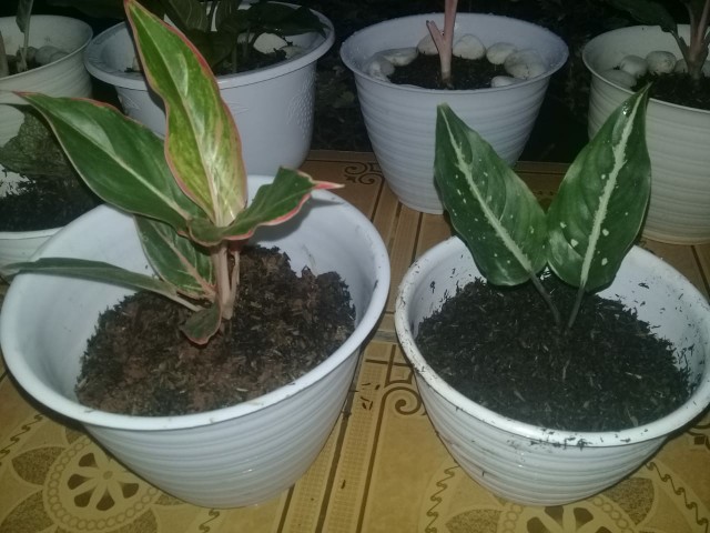 Tanaman Hias Agglonema Sarikit