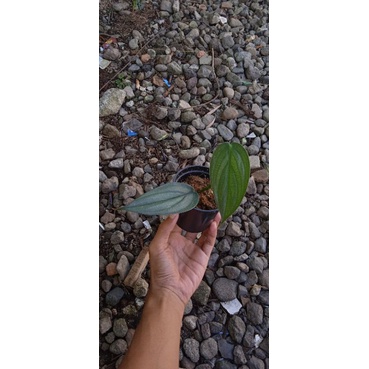 Philodendron burlemarx fantasy