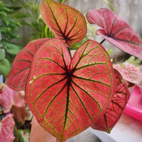 caladium mascota/caladium C13/mascote