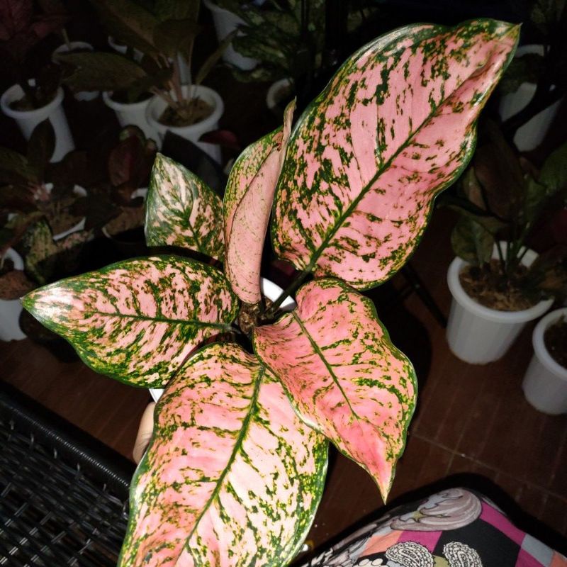 Aglonema Lady Valentin Jumbo