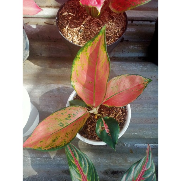 bunga aglonema kocin rainamira