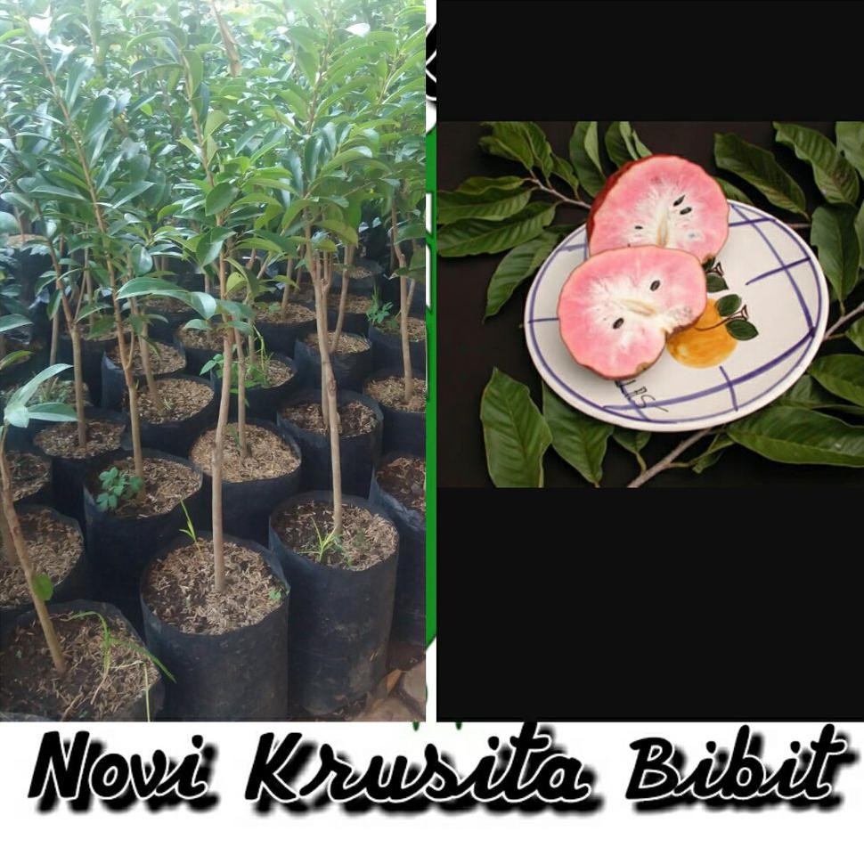 BIBIT BUAH SIRSAK MERAH $_$