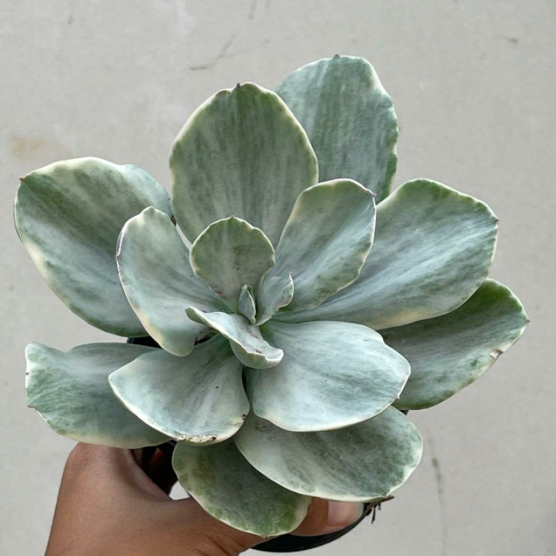 Sukulen Echeveria Decora Varigata