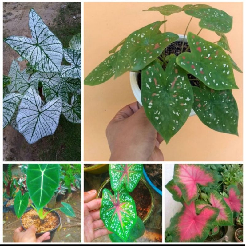 paket chaladium - paketan 4 keladi