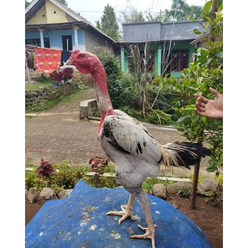 TELUR AYAM BANGKOK SAIGON FERTIL ASLI UNTUK TERNAK