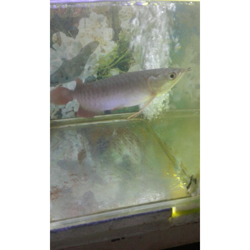 Arwana super red 15cm - 17cm