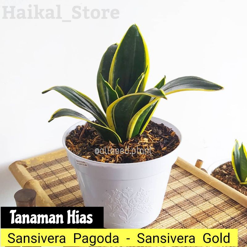 Tanaman Hias sansivera pagoda - sansivera mini - sansivera gold