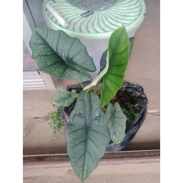 

Bisma cantik| sp borneo