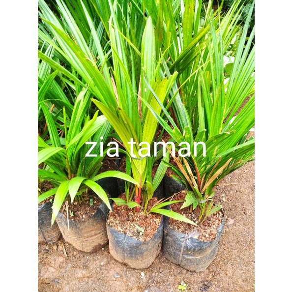 Pohon palem merah tinggi 50/60cm