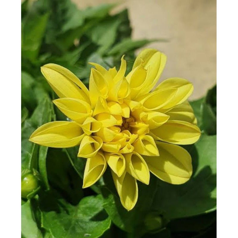 Tanaman bunga dahlia A grade 1 warna Kuning, tanaman hias hidup pilihan terbaik dan berkualitas