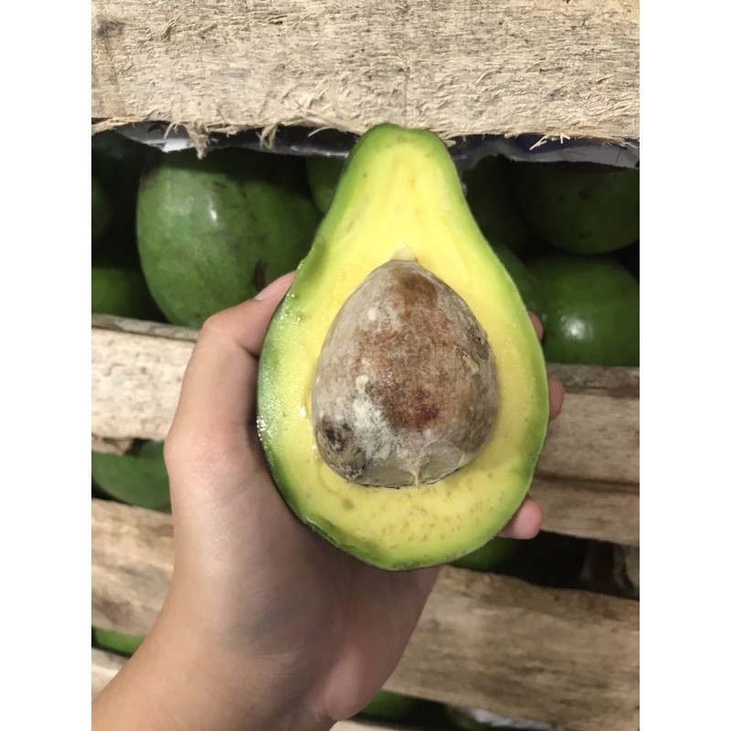 

ALPUKAT MENTEGA 1 KG