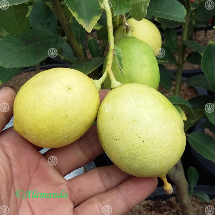 Tanaman Jeruk Lemon Tanpa Biji