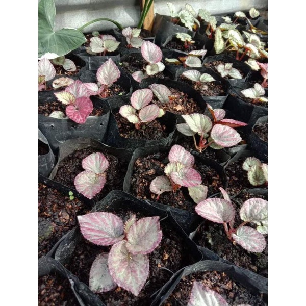 es krim mangkok thailan