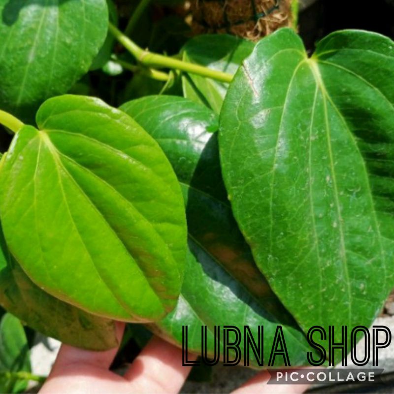 

Daun Sirih Hijau Fresh