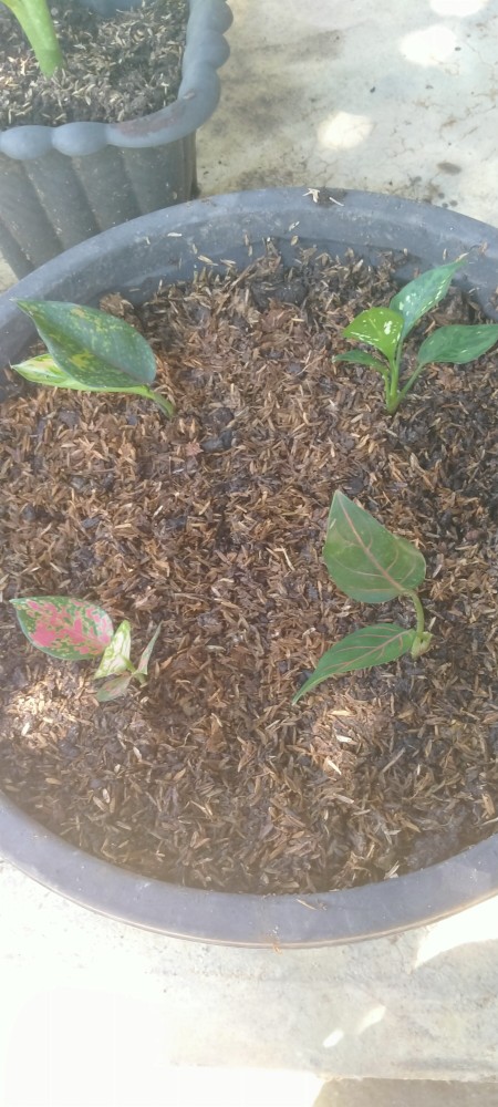 4 Paket Aglonema (bibit) Dud Anjamani , Red Heng Heng , Rotundum , Snowhite