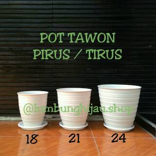  Pirus  Diameter 18 cm Pot  Tawon  Pirus  Tirus 181 