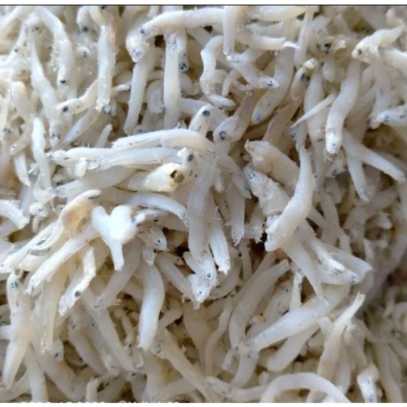 

Teri toge super medan 1kg