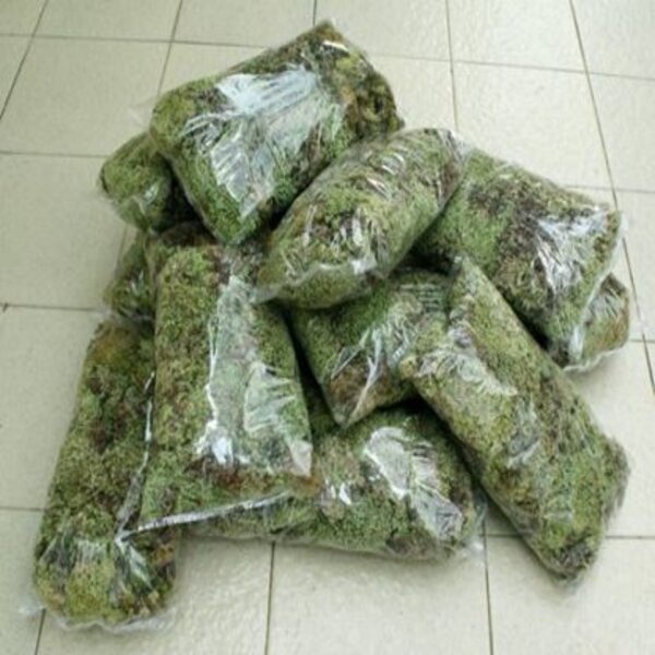 Lumut Hidup 500 gr Media Tanam Tanaman Karnivora Bonsai Sphagnum Moss