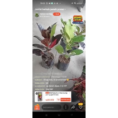 ive tanggal 25 agustus @kak bunga_sonya tanaman ( PURING TISU MERAH , TISU PUTIH , 2 ASOKA DAN KOIN 