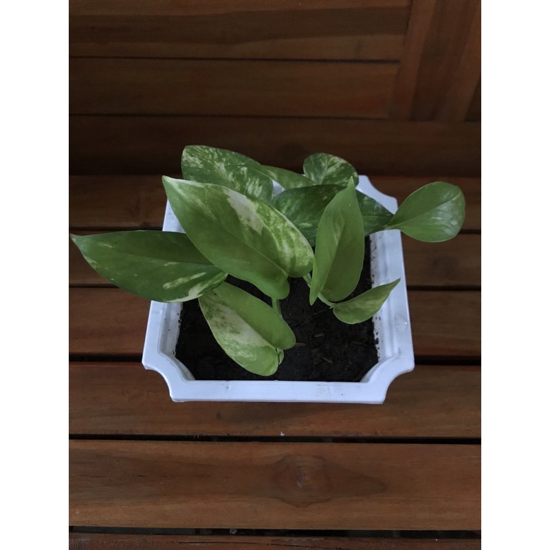 Sri gading | Sirih Gading