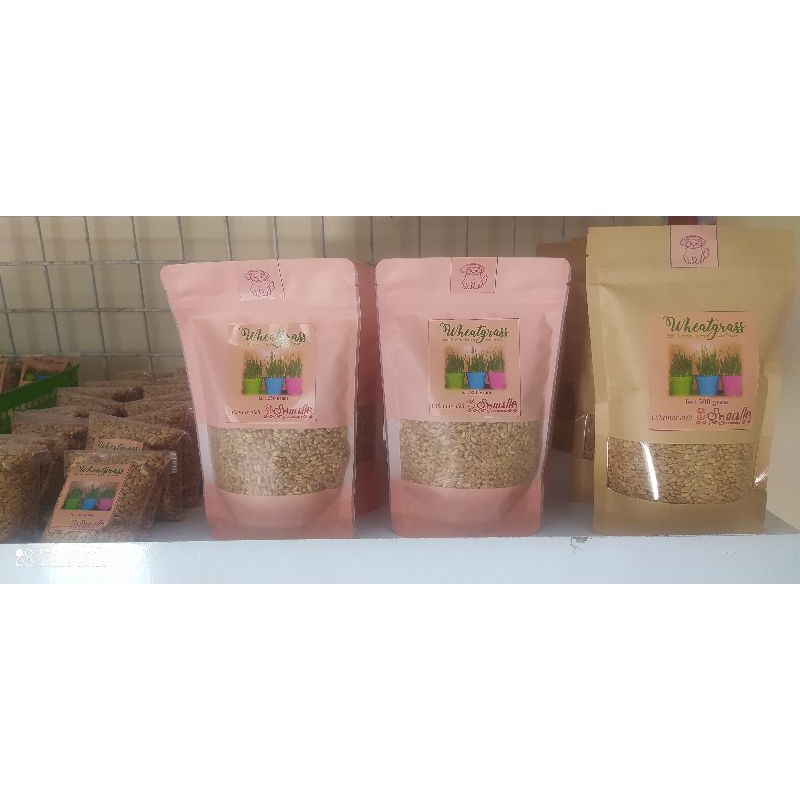 Rumput Kucing Wheatgrass Bibit Wheatgrass