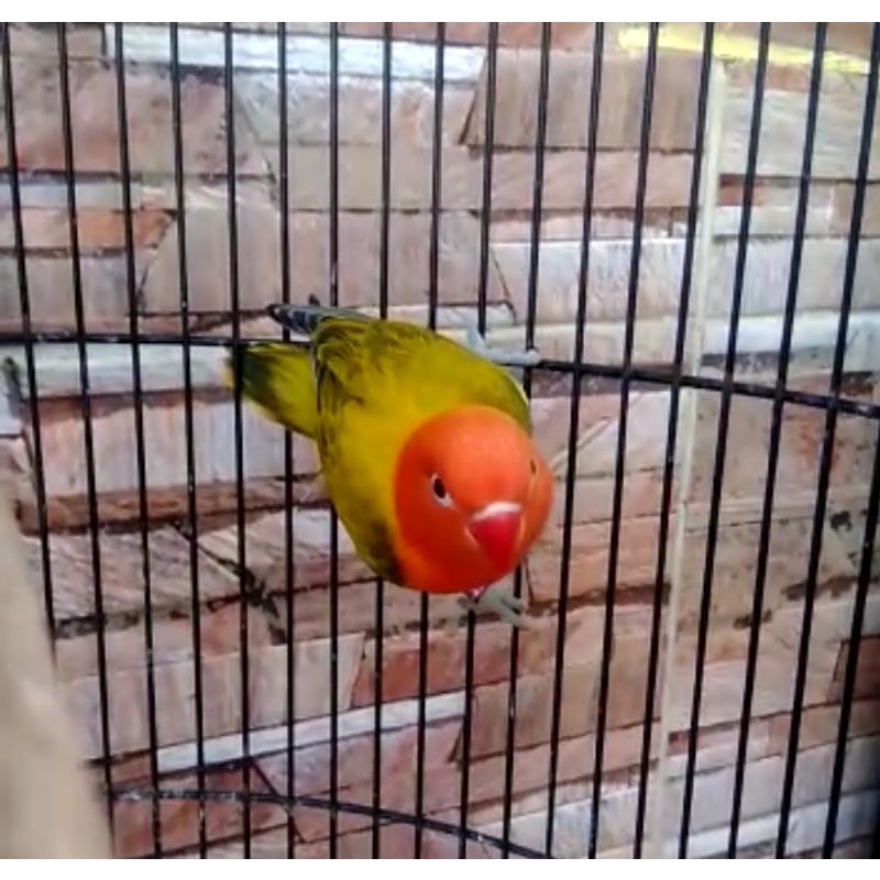 Burung Lovebird Biola Euwing Gold/PB dan Biola Green/Pb
