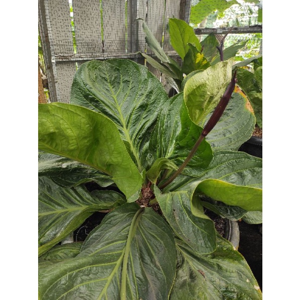 Bibit Jemani Mangkok Supernova