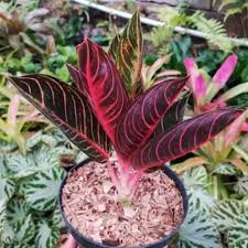 Tanaman Hias Aglonema Red Sumatra/ Pohon Hias Aglonema Red Sumatra / Aglonema Red Sumatra