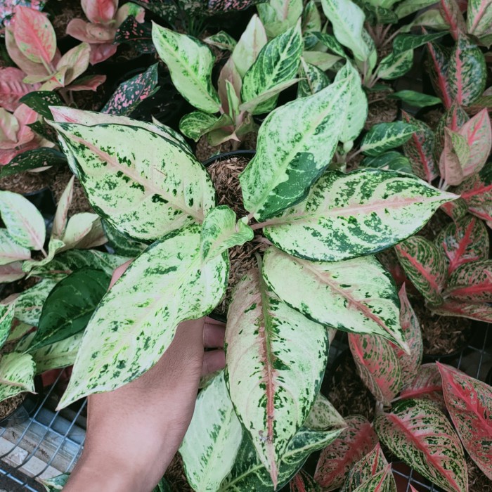 Promo Aglonema Frozen Remaja