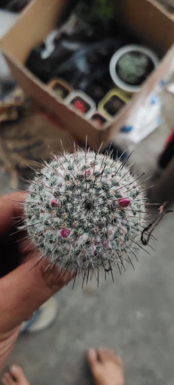 Sukulen Dan Kaktus | Echinocactus Grusonii (golden Barrel)