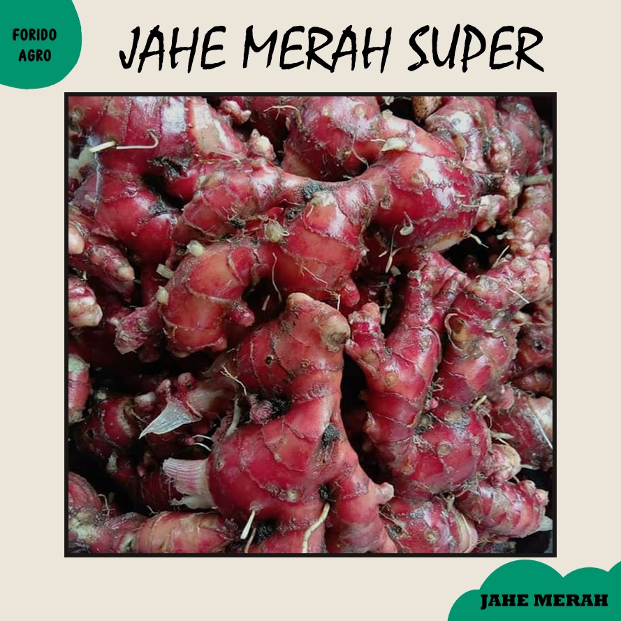 

jahe merah medan 1kg /Jahe Merah Segar / jahe merah fresh masih ada tanah