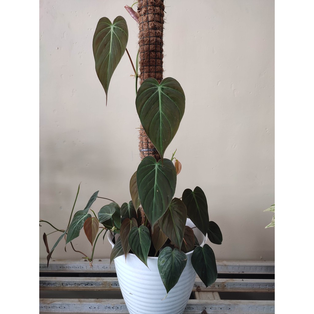 PHILODENDRON MICANS TANAMAN HIAS SIRIH - PHILO MICAN