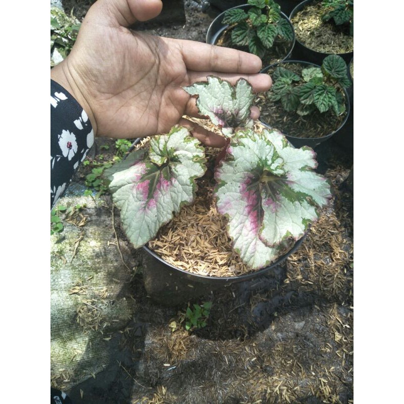 Tanaman hias Begonia escargot/keong (dewasa)