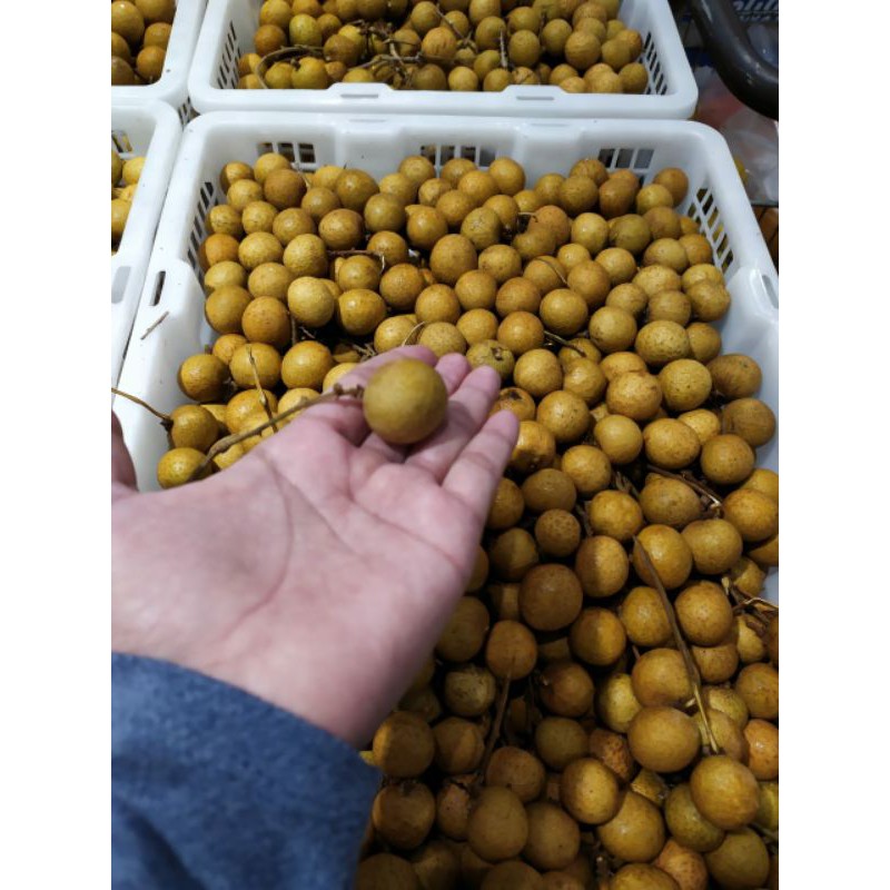 

BUAH SEGAR KELENGKENG BANGKOK FRESH MURAH MERIAH