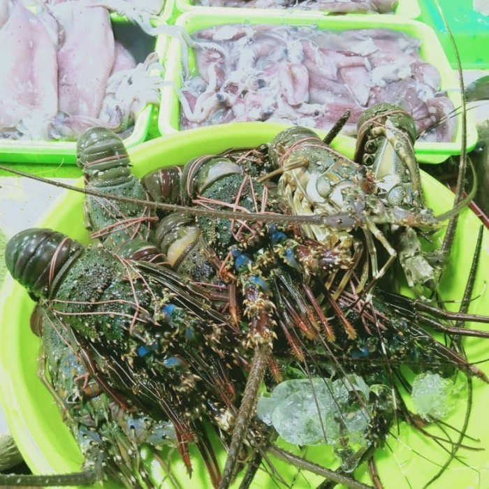 Udang Lobster Laut 1kg(1000g)