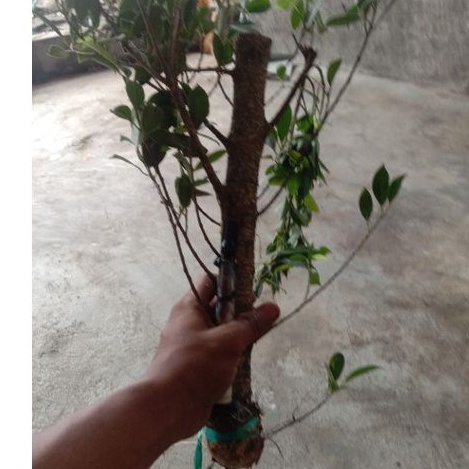 (BISA COD) BIBIT BONSAI FICUS KIMENG bahan PECAH BATANG/BIBIT BONSAI FICUS KIMENG TURUN CANGKOK