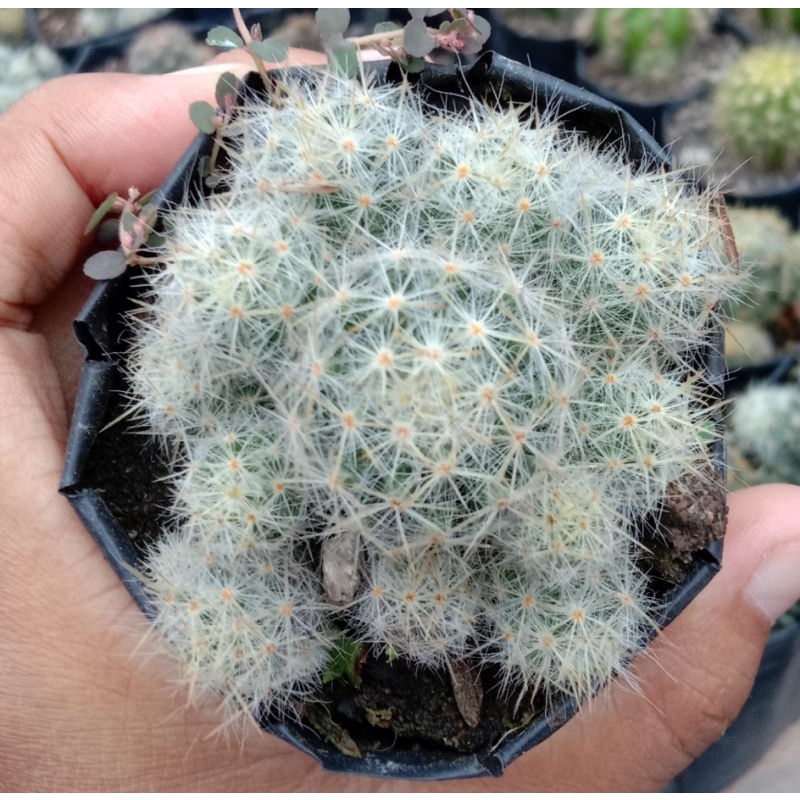 kaktus mammilaria prolifera putih/kaktus cabai putih cluster