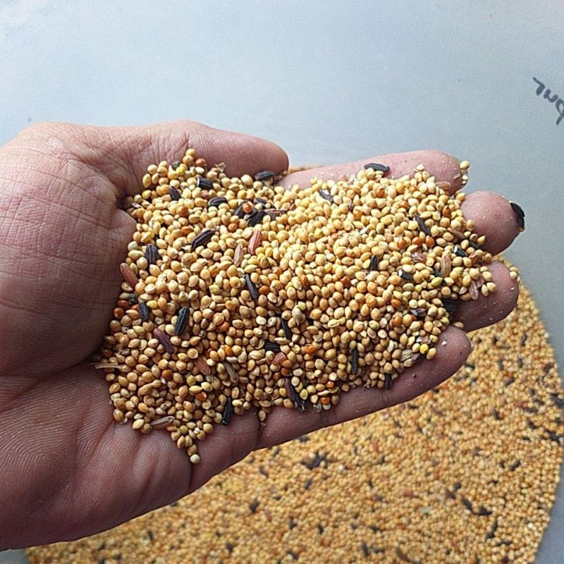 PAKAN PERKUTUT CAMPUR-PAKAN PERKUTUT BIJIAN-PAKAN PERKUTUT CAMPUR KETAN HITAM