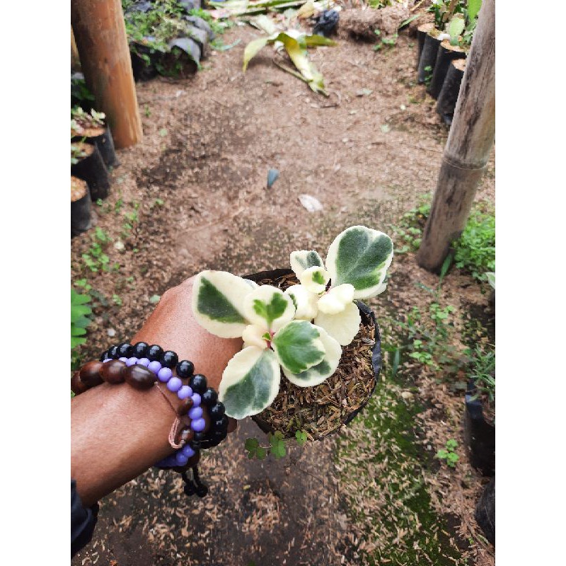 TANAMAN HIAS/BUNGA HIAS/COCOR BEBEK/COCOR BEBEK VARIGATA