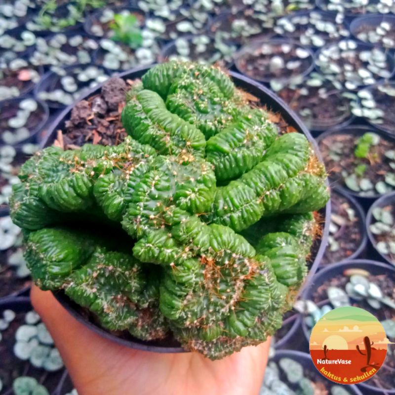 KAKTUS SKULEN kaktus karang