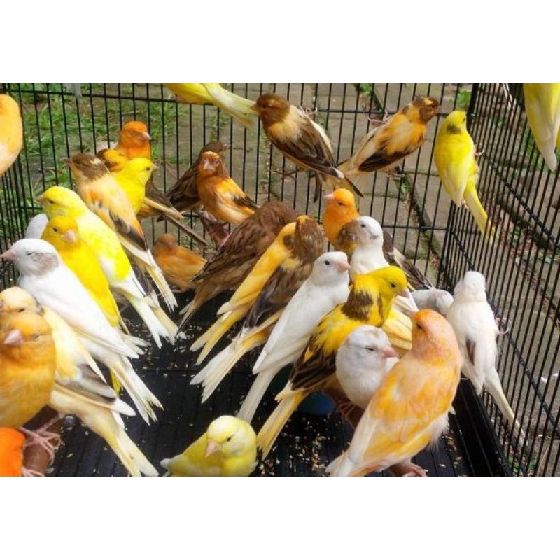 burung kenari lokal super bahan jaminan Jantan