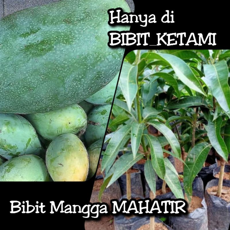 Bibit Mangga MAHATIR (MANGIFERA INDICA) - Kategori Standart (ORIGINAL)