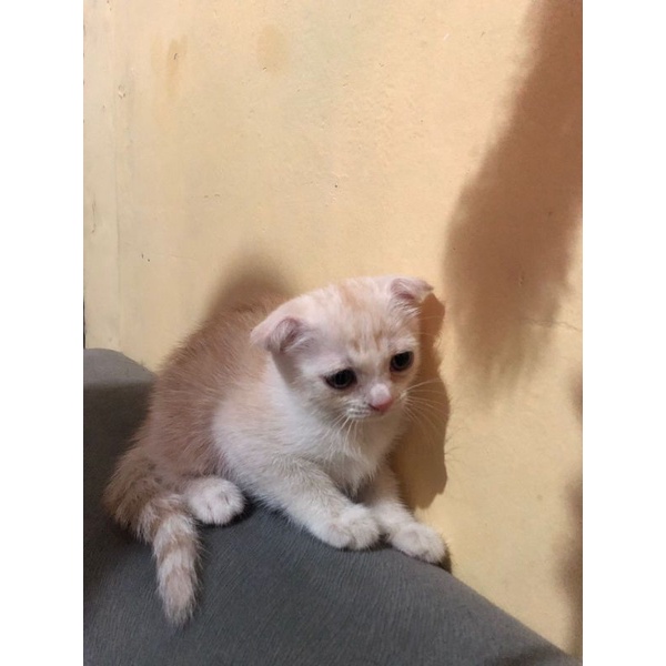 kucing Scottish fold jantan non ped
